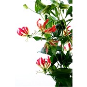 image фото Gloriosa red long - глориоза оптом купить цветы и растения из Голландии, Германии, Италии, Испании, Дании, Эквадора, Колумбии, Азии, Африки, Израиля, Китая, Тайланда, Тайваня с доставкой по Украине в: Киев, Львов, Черкассы, Кировоград, Полтава, Ровно, Днепропетровск, Запорожье, Харьков, Кривой Рог, Днепр, Одесса, Николаев, Херсон, Умань, Кропивницкий